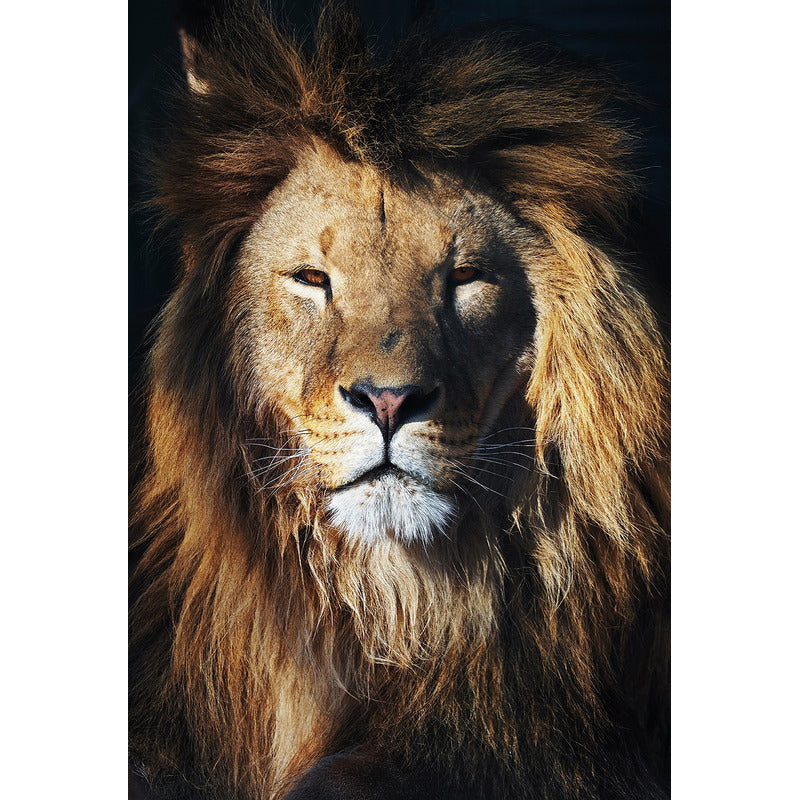 Adesivo Papel De Parede Leão 100x140cm De Alta Resolução