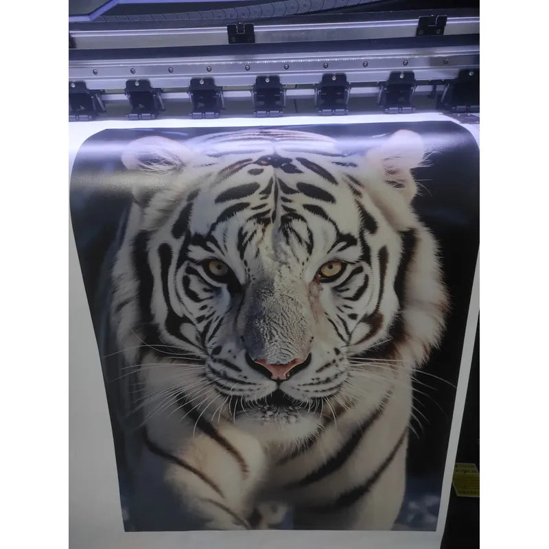 Adesivo Papel De Parede Tigre Branco 70x50 Alta Resolução Tigre Branco