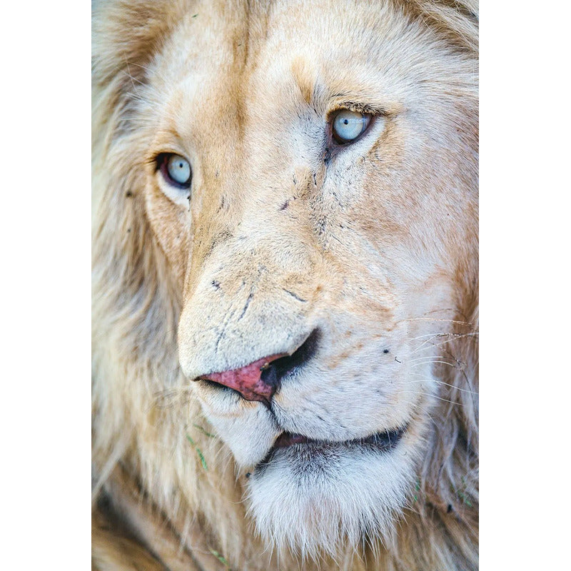 Adesivo Papel De Parede Leão 100x140cm De Alta Resolução