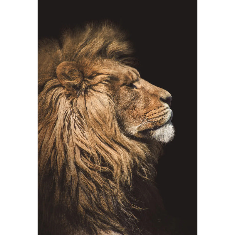 Adesivo Papel De Parede Leão 100x140cm De Alta Resolução